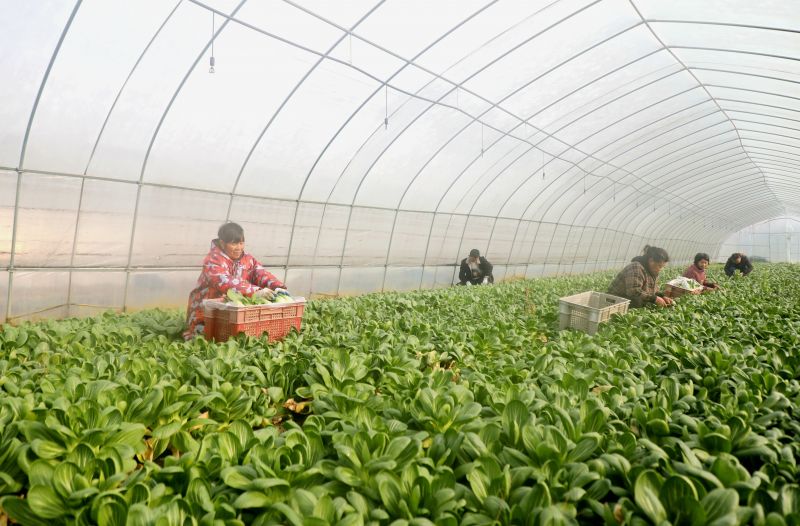 江西峡江：采摘蔬菜供应冬季市场