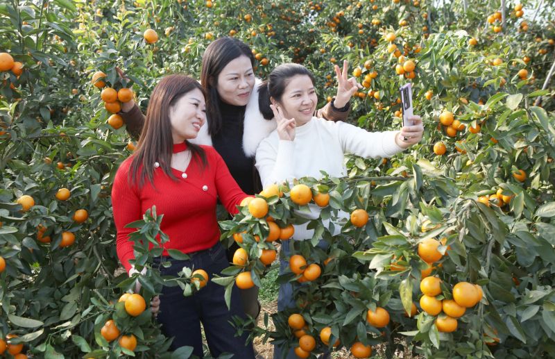 江西宜春：沃柑丰收 喜迎新年