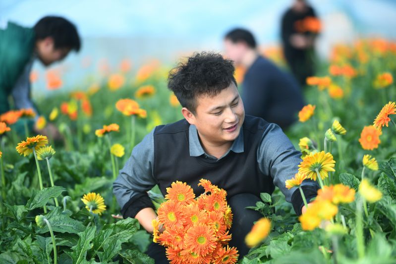 江西德兴：鲜花经济带动村民增收致富