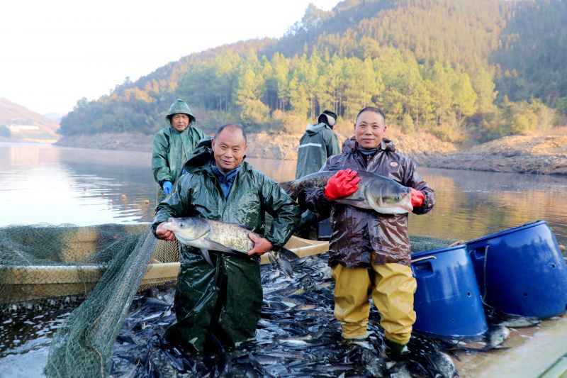 江西峡江：冬日捕鱼保供应