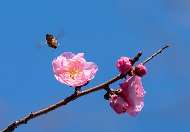 江西金溪：象山公园梅花开