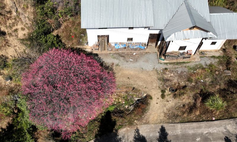 江西遂川：古梅花树盛开