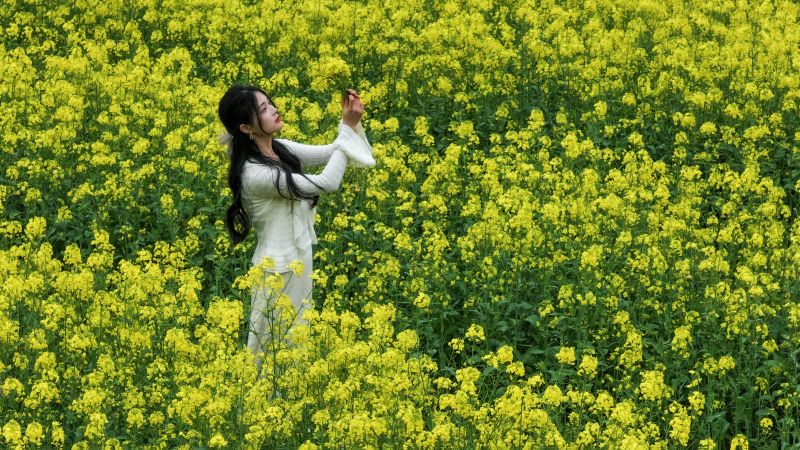 江西吉安：油菜花开春意浓