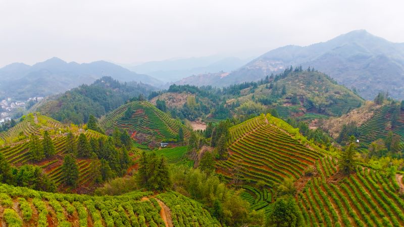 江西遂川：梯田茶园  壮美如画