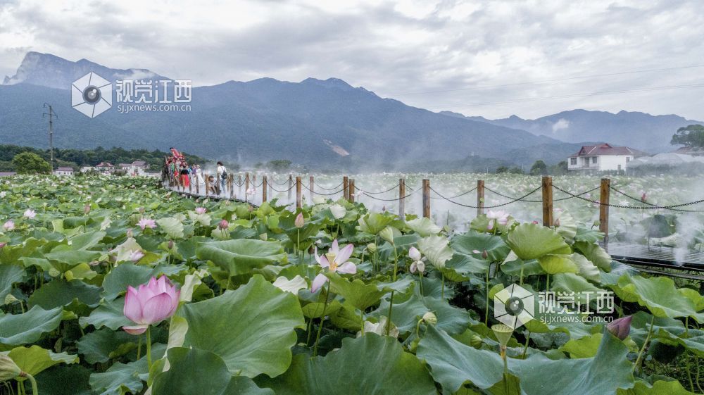 7月9日，游客在江西省庐山市?；嵴蚺砩酱搴苫ㄖ种不毓凵秃苫?。