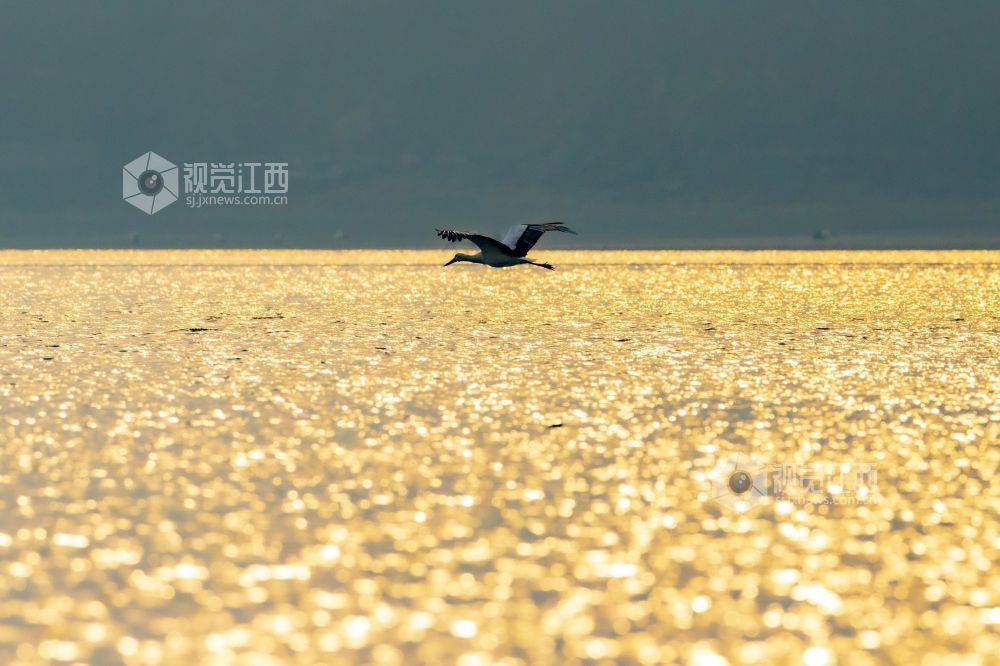 2022年2月20日，成群国家一级保护动物东方白鹳集结在鄱阳湖江西省九江市湖口县南北港水域。