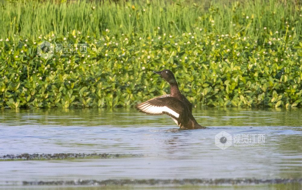 2022年5月16日，江西省瑞昌市赛湖湿地发现多只世界极度濒危物种、国家一级?；ざ?mdash;—青头潜鸭。