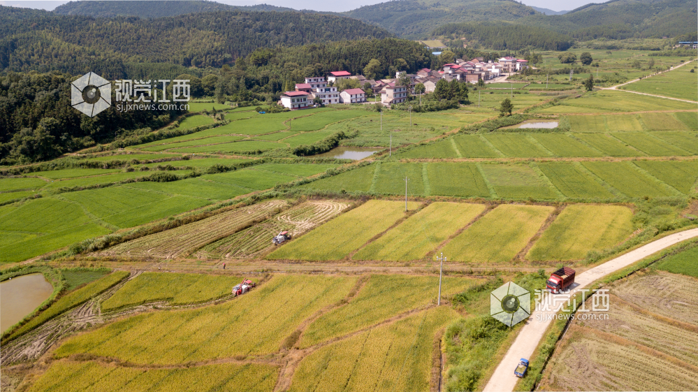  2022年7月23日，大暑时节，早稻成熟季，江西省分宜县洋江镇杨潭村种粮大户利用晴好天气，请来三台收割机抢收成熟的早稻，确?？帕９椴帧? bigimg=