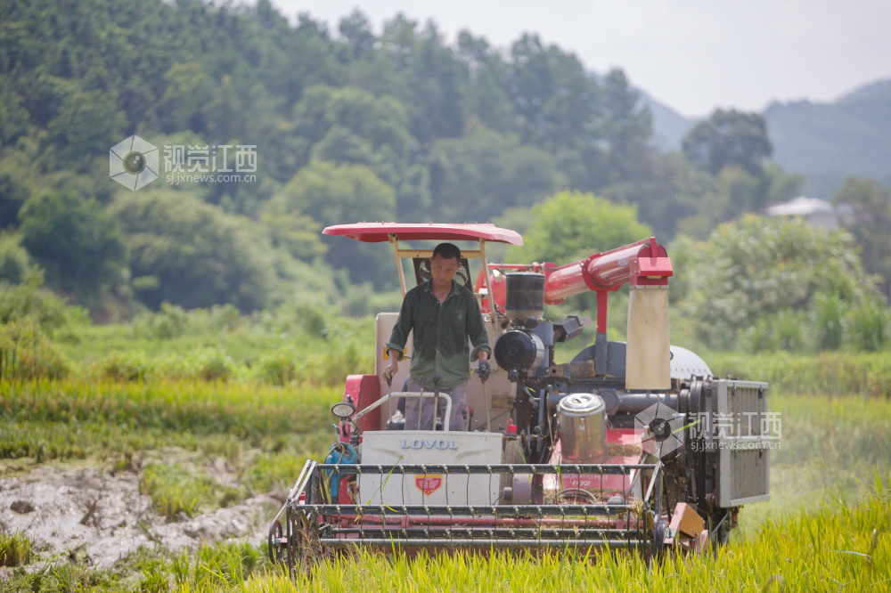  2022年7月23日，大暑时节，早稻成熟季，江西省分宜县洋江镇杨潭村种粮大户利用晴好天气，请来三台收割机抢收成熟的早稻，确保颗粒归仓。