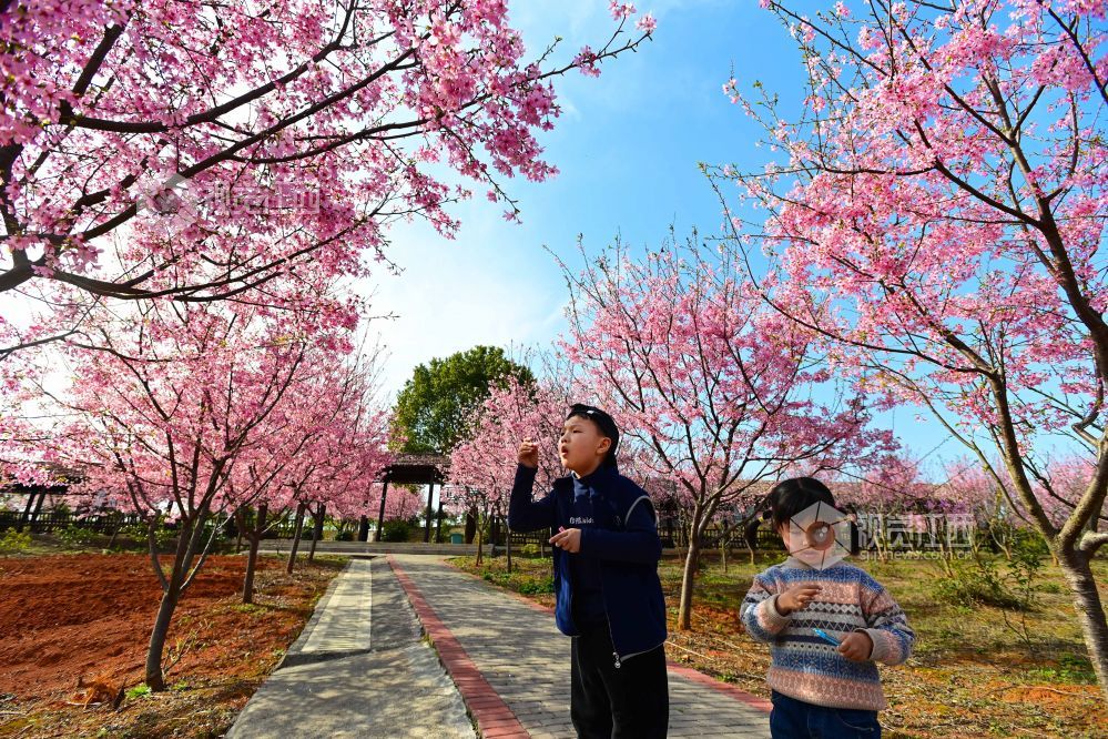 2023年3月5日，小朋友在江西省宜春市星火农林科技园区樱花廊赏花游玩。