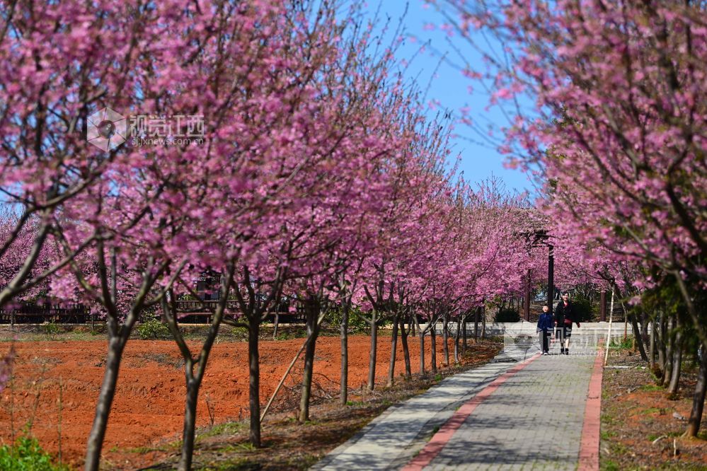 2023年3月5日，游人在江西省宜春市星火农林科技园区樱花廊赏花拍照。