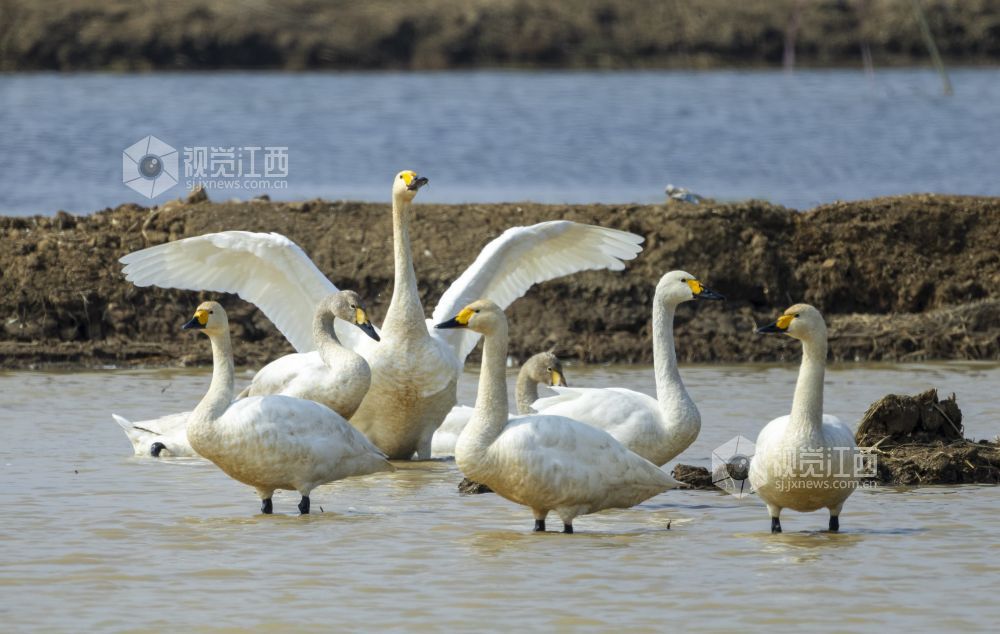 近年来，随着生态环境的持续修复与改善，瑞昌市安定湖湿地生态环境越来越好，每年都有大批候鸟在此栖息越冬，天鹅、白鹤、青头潜鸭等珍稀候鸟已成为这里的?？汀? bigimg=