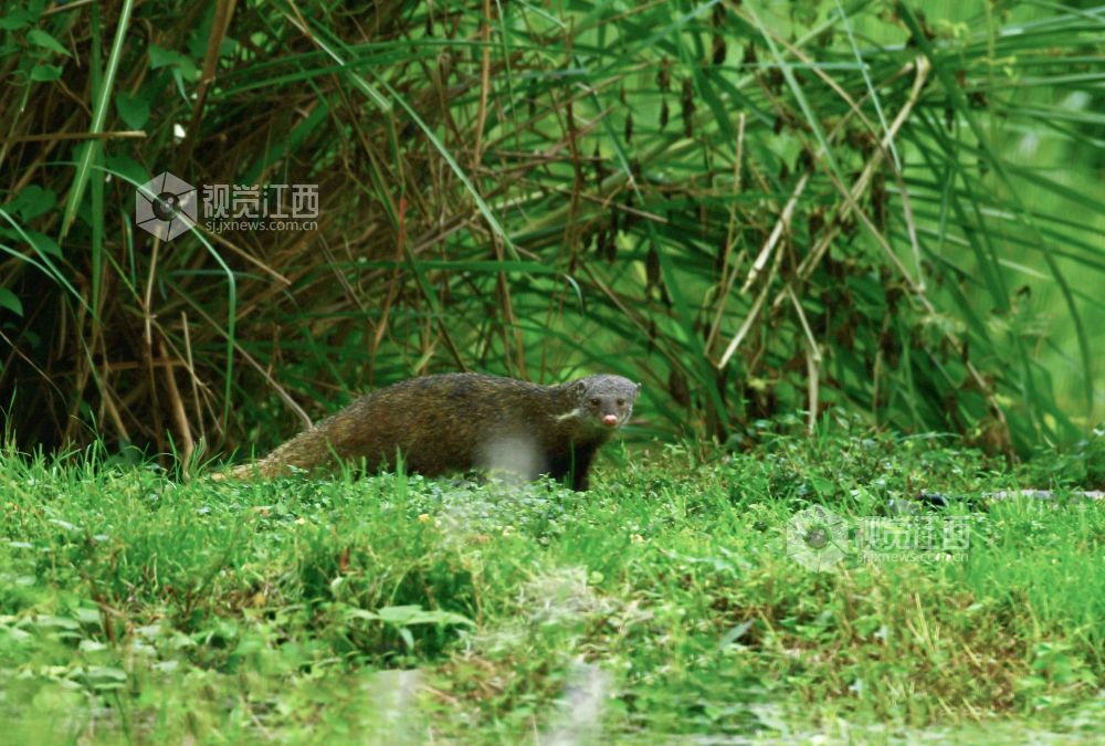 2024年9月22日，两只食蟹獴在江西九江市武宁县宋溪镇伊山村自然保护区林间觅食。