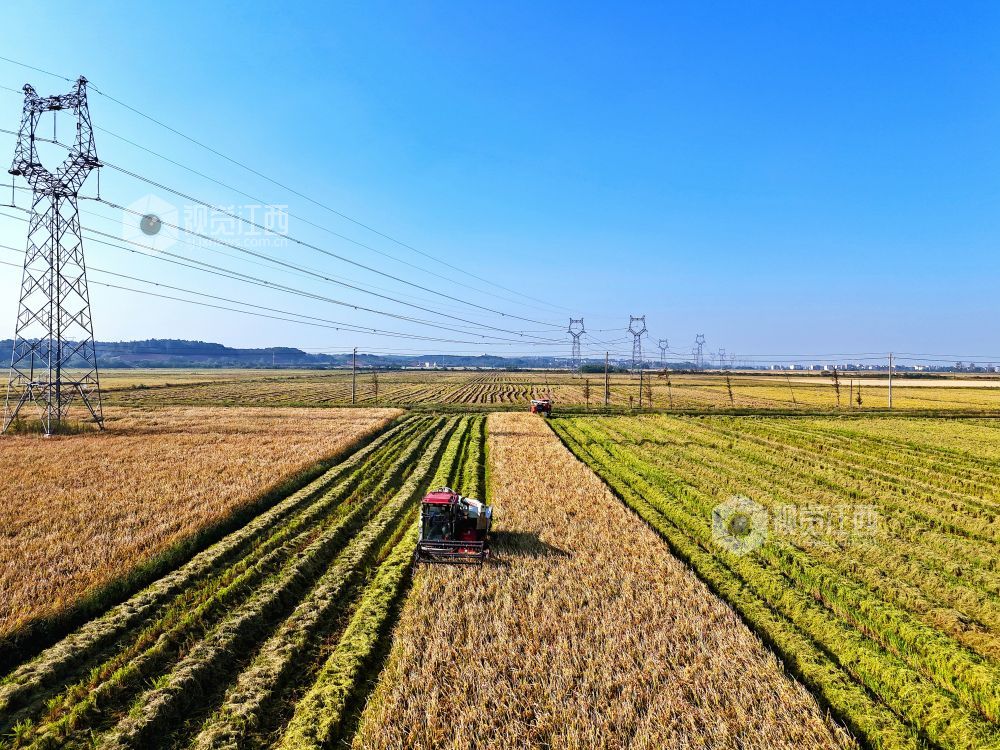 2024年10月23日，江西省赣江新区新祺周管理处桑海集团江夏分场的晚稻全面进入收获期，农民抢抓晴好天气，驾驶农机收割、晾晒水稻，确?？帕９椴帧? bigimg=